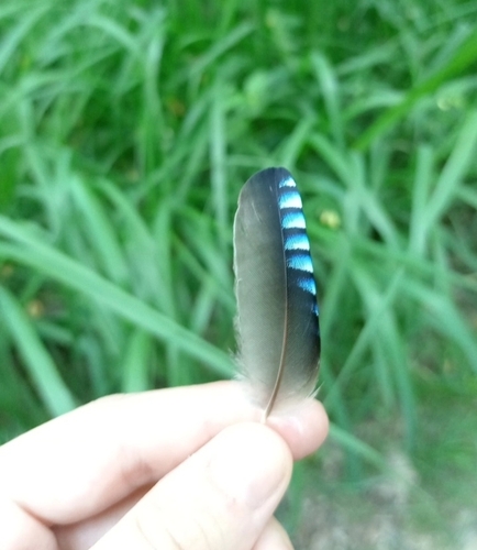 Eurasian Jay