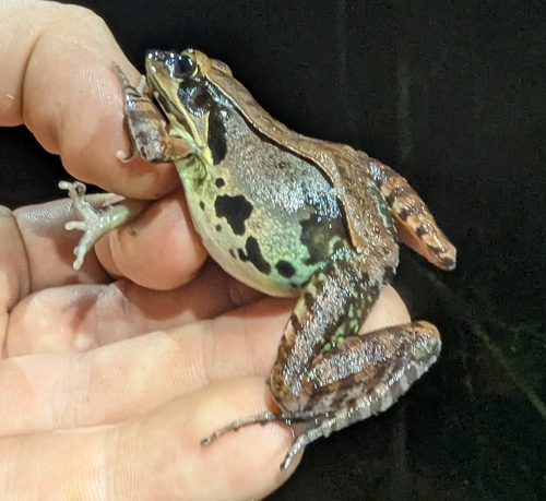 Hylarana lateralis observed 2026-06-21