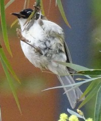 Melithreptus chloropsis