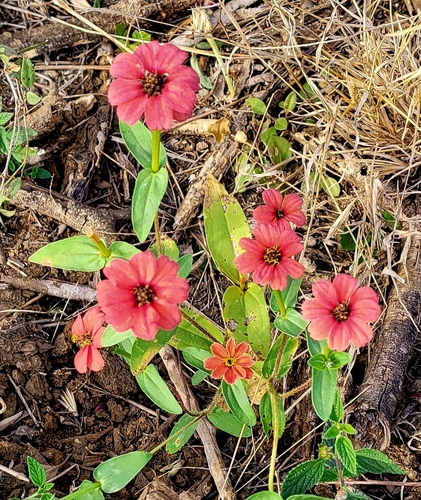 Peruvian zinnia