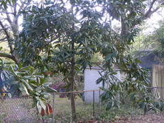 Magnolia grandiflora