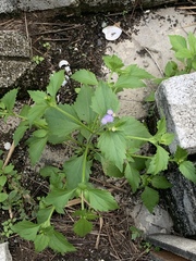 Praxelinae