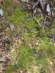 Acacia viscidula