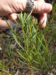 Acacia viscidula