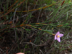 Boronia filifolia