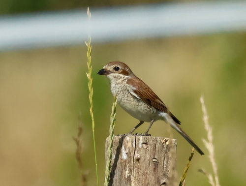 Red-backed Shrike
