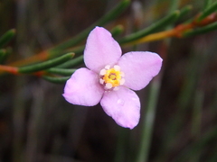 Boronia filifolia