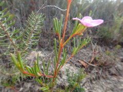 Boronia filifolia