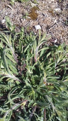 Convolvulus cantabrica