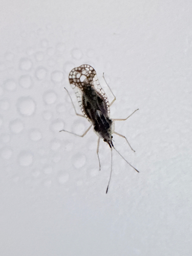 Leptopharsa, 2026-06-21