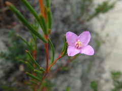 Boronia filifolia