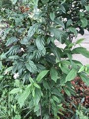 Clerodendrum schmidtii