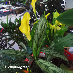 Zantedeschia elliottiana
