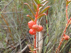 Gyrostemon australasicus