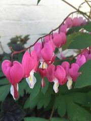 Lamprocapnos spectabilis