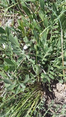 Centaurea salonitana