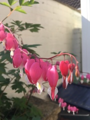 Lamprocapnos spectabilis