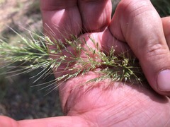 Dichelachne micrantha