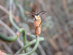 Lepidobolus drapetocoleus