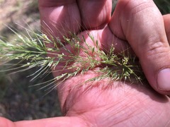 Dichelachne micrantha