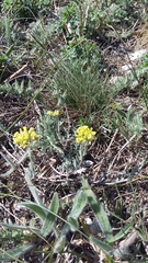 Alyssum trichostachyum