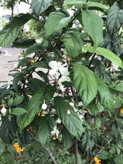 Clerodendrum schmidtii