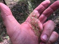 Dichelachne micrantha