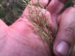 Dichelachne micrantha