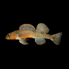Kanawha Darter photo 2