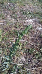 Linaria genistifolia