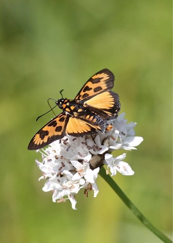 Bicoloured Paradise Skipper