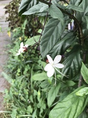 Clerodendrum schmidtii
