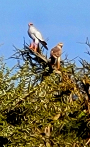 Silver Pale Chanting-Goshawk