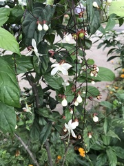 Clerodendrum schmidtii