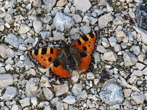 Small Tortoiseshell