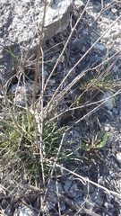 Cephalaria uralensis