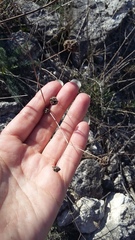 Cephalaria uralensis