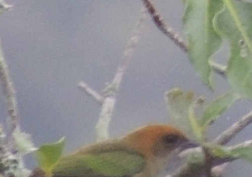 Black-backed Tanager (Stilpnia peruviana), photo 9