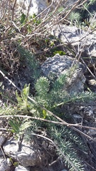 Seseli dichotomum