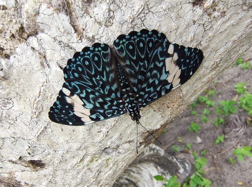 Red Cracker