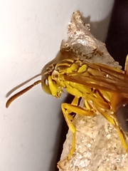 Mischocyttarus cerberus