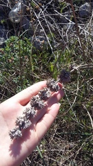 Stachys cretica