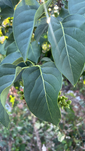 common lilac
