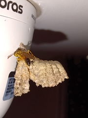 Mischocyttarus cerberus