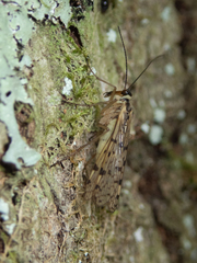 Mecoptera