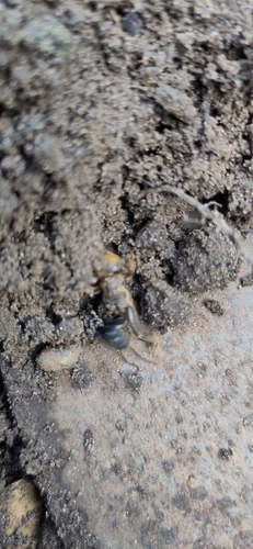 European Mole Cricket