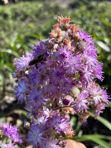 Cololobus rupestris