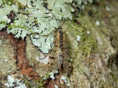 Mecoptera