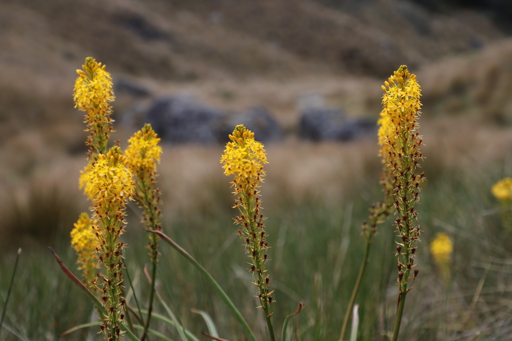 Bulbinella angustifolia