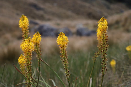 Bulbinella angustifolia (Cockayne & Laing) L.B.Moore